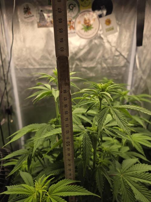 Monster Maker by Sweet Seeds. Week 6