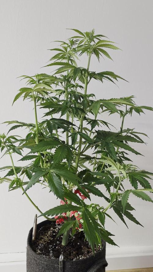 Balling like Gary 🏀 Papayton FastBuds