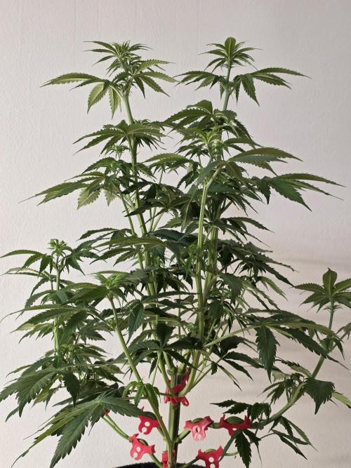 Balling like Gary 🏀 Papayton FastBuds. Week 6