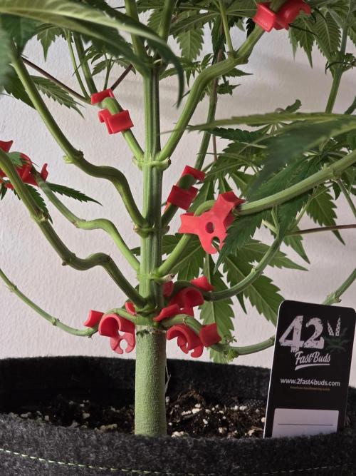 Balling like Gary 🏀 Papayton FastBuds. Week 6