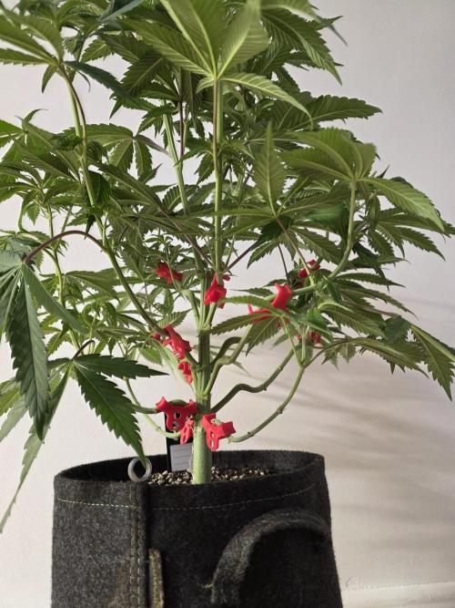 Balling like Gary 🏀 Papayton FastBuds. Week 6