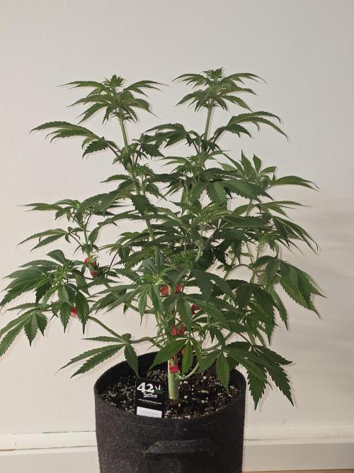 Balling like Gary 🏀 Papayton FastBuds. Week 6