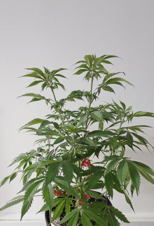 Balling like Gary 🏀 Papayton FastBuds