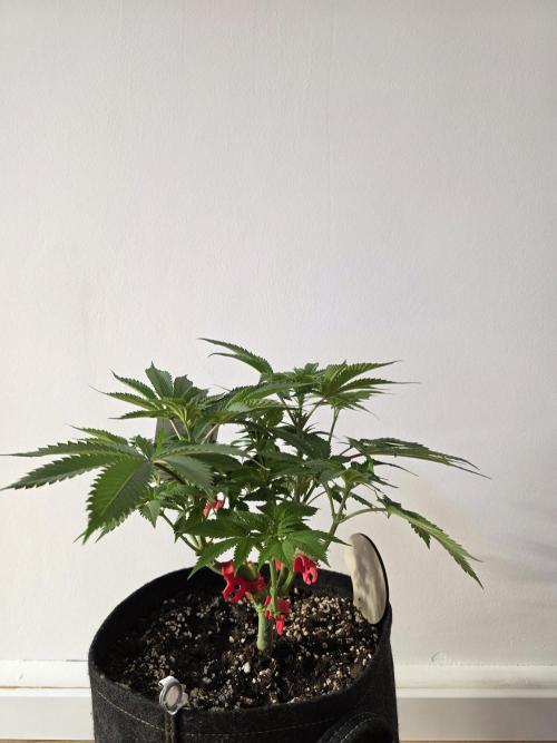 IZI Seeds GC 2025 🏆 Permanent Bluez. Week 6