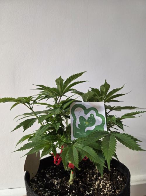 IZI Seeds GC 2025 🏆 Permanent Bluez. Week 6