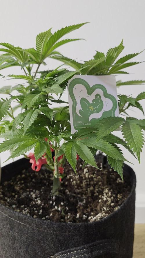 IZI Seeds GC 2025 🏆 Permanent Bluez