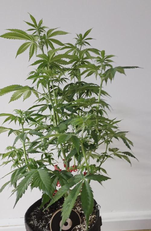 Monster Maker by Sweet Seeds