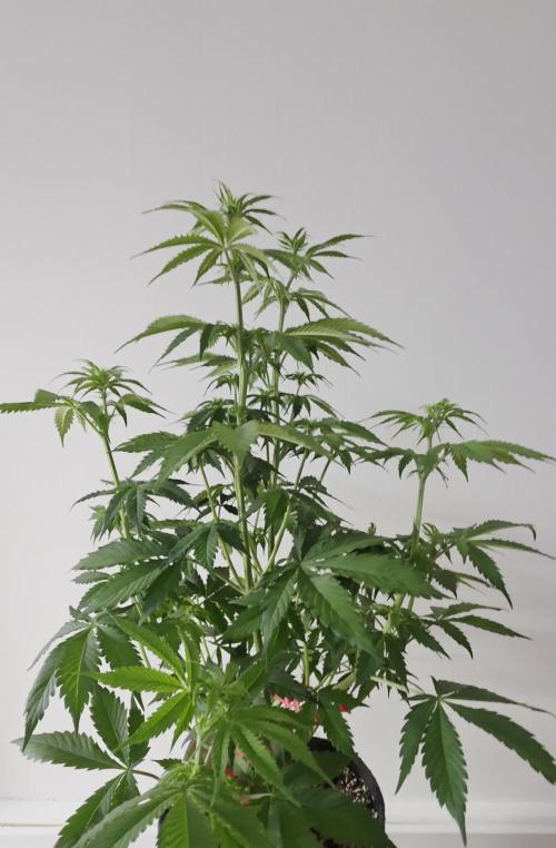 Monster Maker by Sweet Seeds