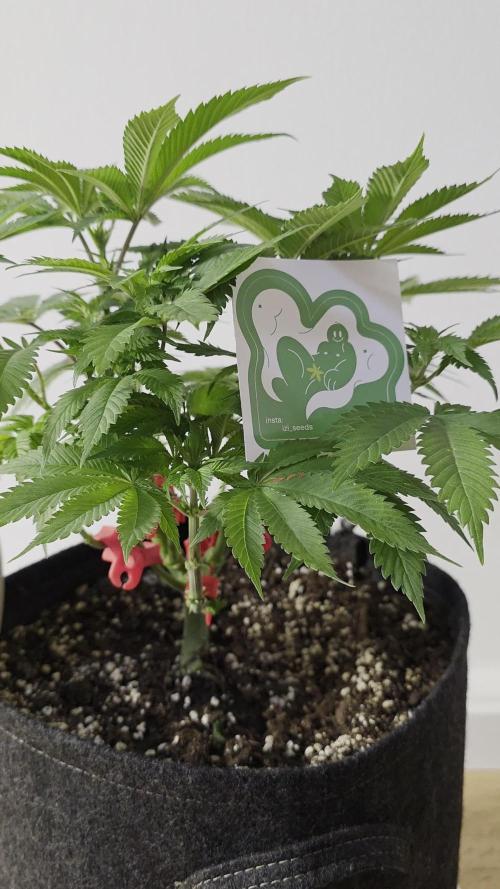 IZI Seeds GC 2025 🏆 Permanent Bluez