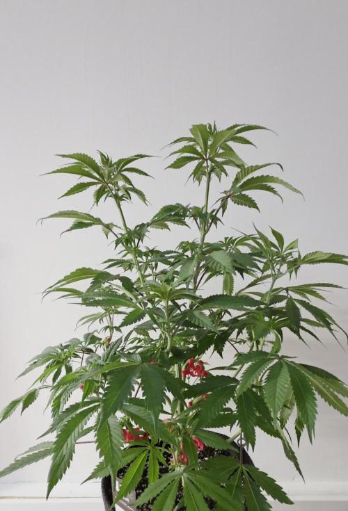 Balling like Gary 🏀 Papayton FastBuds