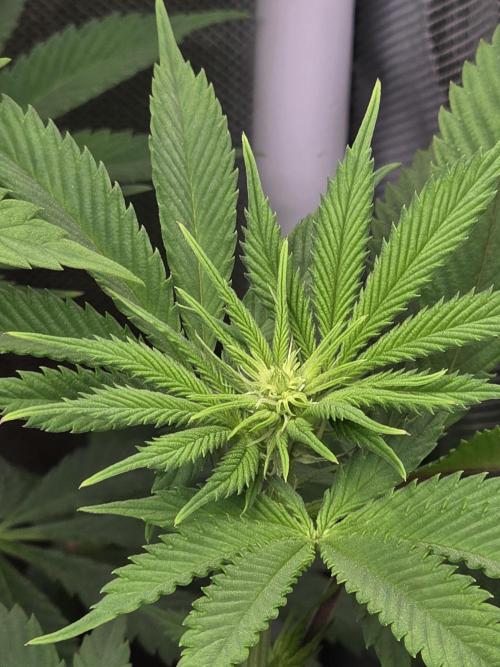 Balling like Gary 🏀 Papayton FastBuds. Week 7