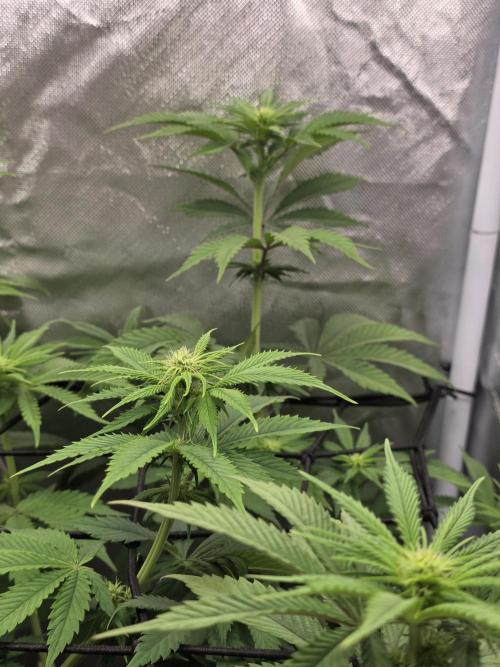 Balling like Gary 🏀 Papayton FastBuds. Week 7