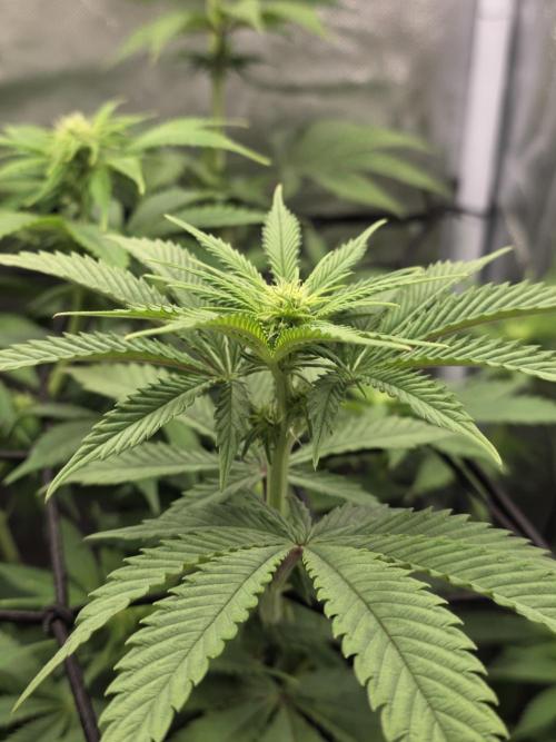 Balling like Gary 🏀 Papayton FastBuds. Week 7