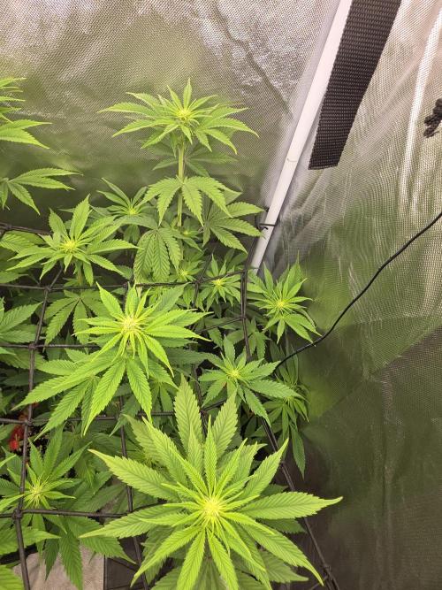 Balling like Gary 🏀 Papayton FastBuds. Week 7