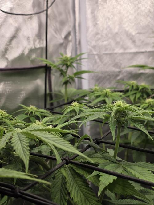 Monster Maker by Sweet Seeds. Week 7