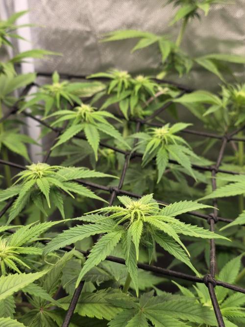 Monster Maker by Sweet Seeds. Week 7