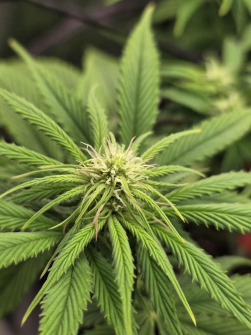 Monster Maker by Sweet Seeds. Week 7