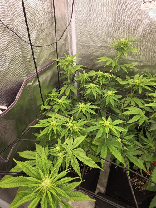 Monster Maker by Sweet Seeds. Week 7