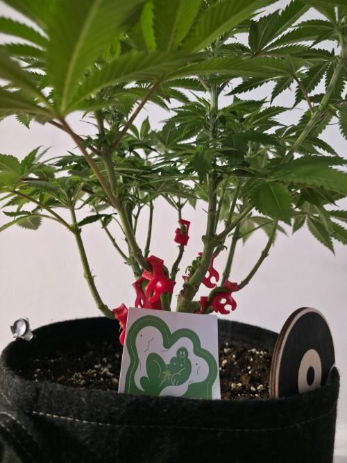 IZI Seeds GC 2025 🏆 Permanent Bluez. Week 7