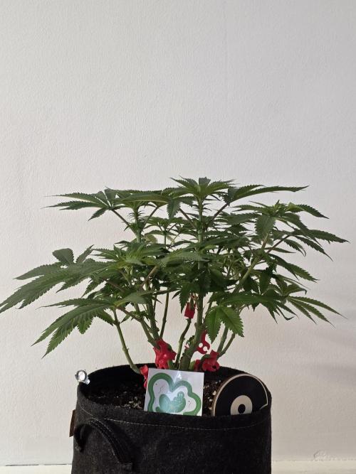 IZI Seeds GC 2025 🏆 Permanent Bluez. Week 7