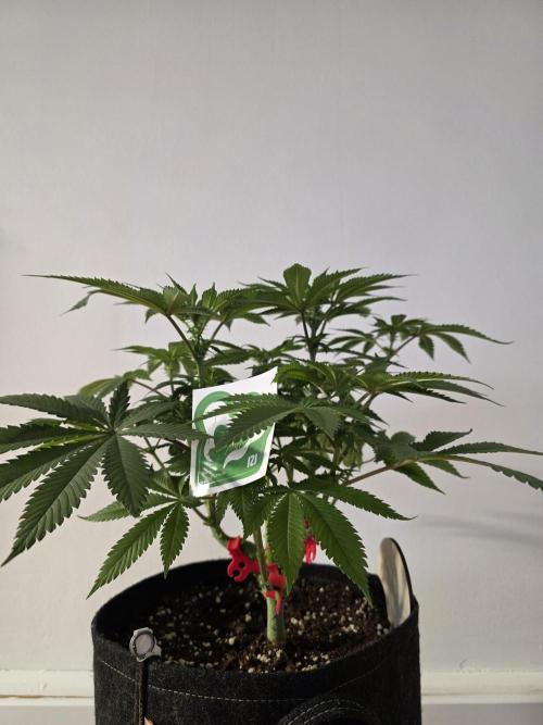 IZI Seeds GC 2025 🏆 Permanent Bluez. Week 7