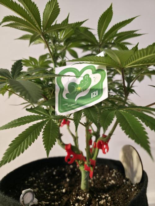 IZI Seeds GC 2025 🏆 Permanent Bluez. Week 7