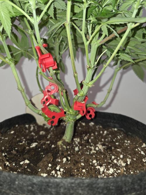 IZI Seeds GC 2025 🏆 Permanent Bluez. Week 7