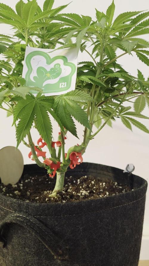 IZI Seeds GC 2025 🏆 Permanent Bluez