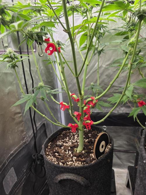 Monster Maker by Sweet Seeds. Week 8