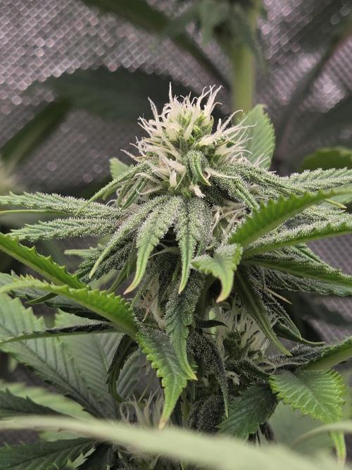 Monster Maker by Sweet Seeds. Week 8
