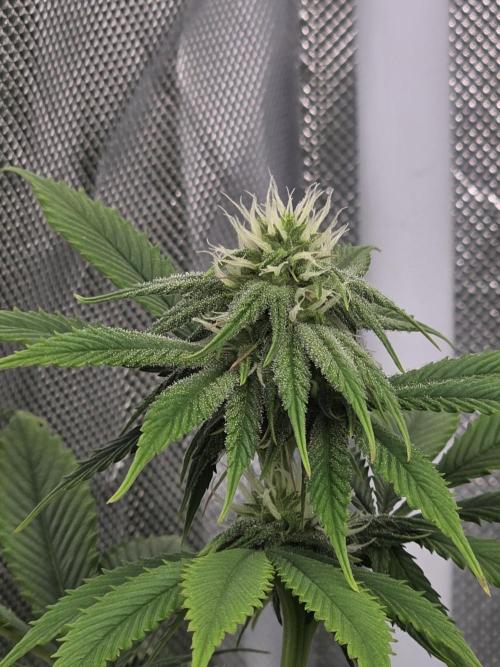 Monster Maker by Sweet Seeds. Week 8
