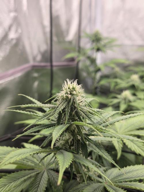 Monster Maker by Sweet Seeds. Week 8
