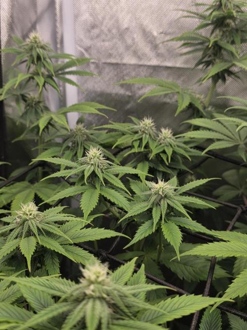 Monster Maker by Sweet Seeds. Week 8
