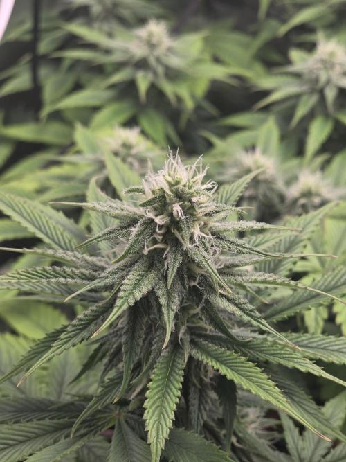 Monster Maker by Sweet Seeds. Week 9