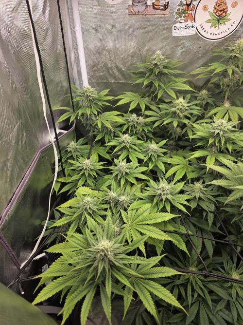Monster Maker by Sweet Seeds. Week 9