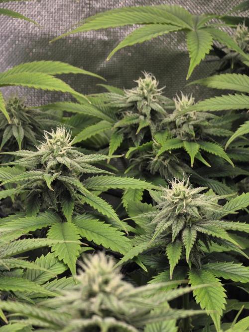 Monster Maker by Sweet Seeds. Week 9