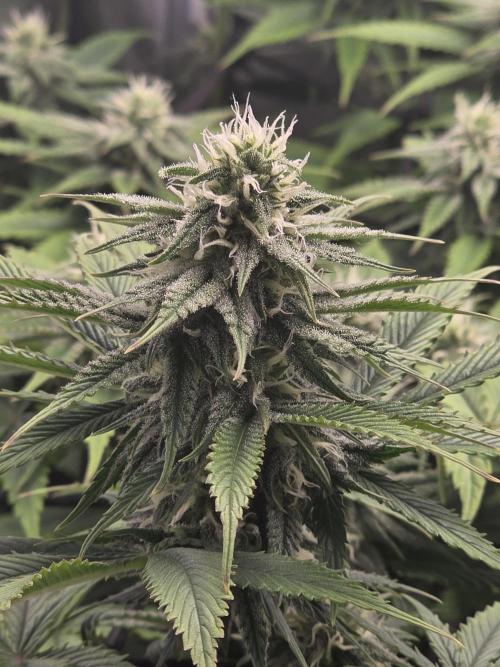 Monster Maker by Sweet Seeds. Week 9