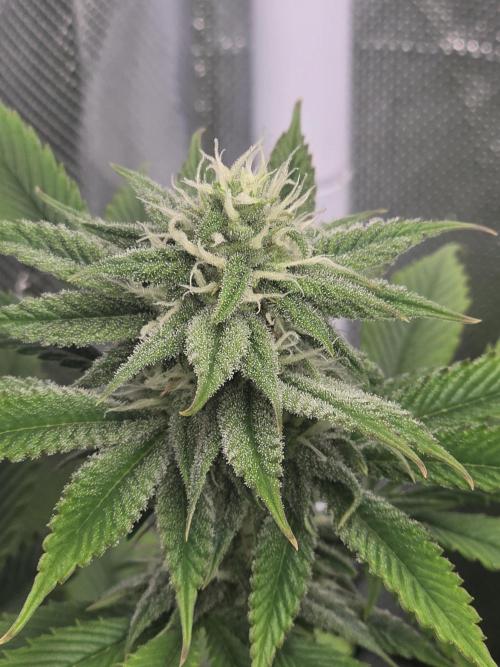 Monster Maker by Sweet Seeds. Week 9