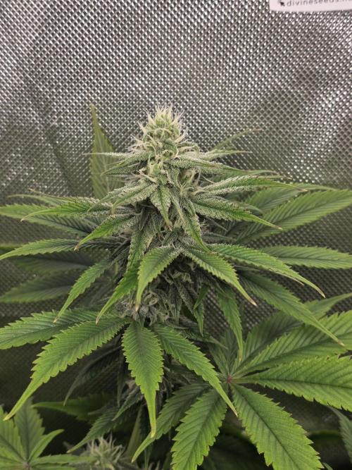 Monster Maker by Sweet Seeds. Week 9