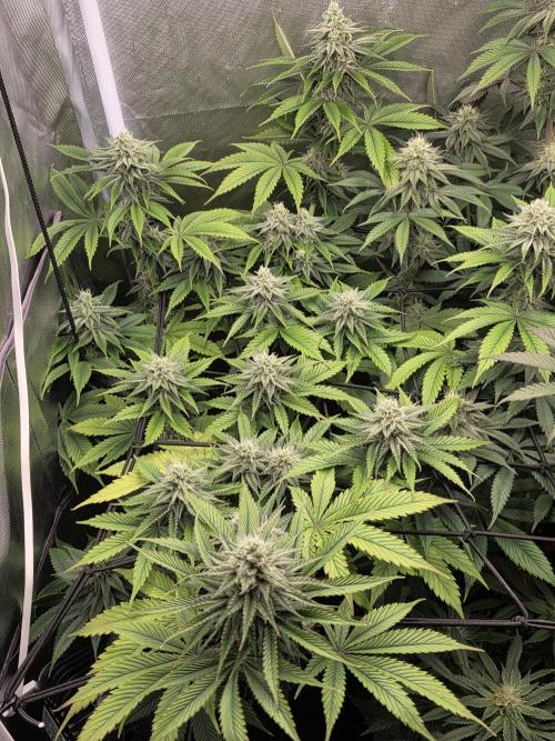 Monster Maker by Sweet Seeds. Week 10