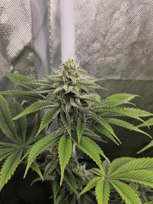 Monster Maker by Sweet Seeds. Week 10