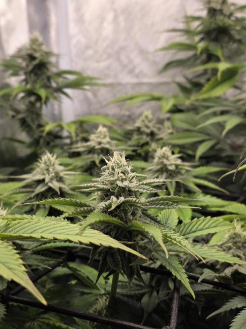 Monster Maker by Sweet Seeds. Week 10