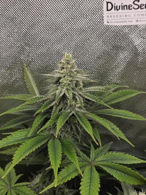 Monster Maker by Sweet Seeds. Week 10