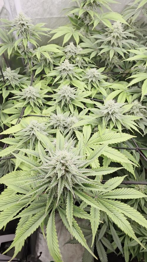 Monster Maker by Sweet Seeds
