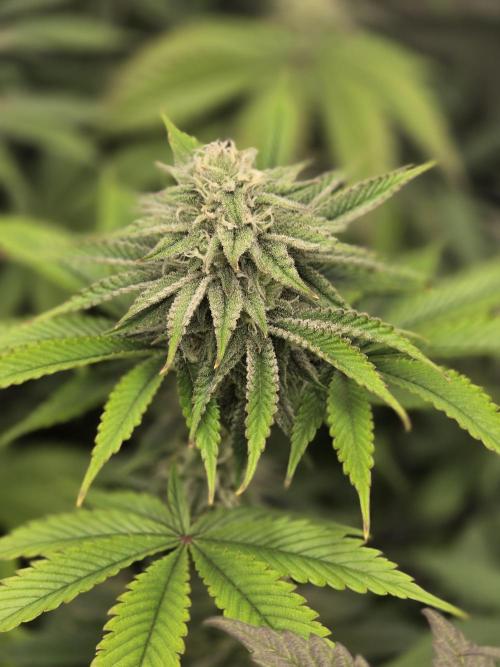 Monster Maker by Sweet Seeds. Week 10