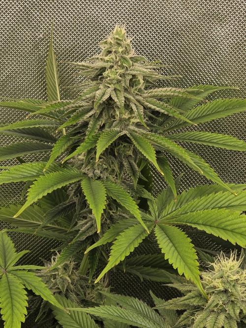 Monster Maker by Sweet Seeds. Week 10
