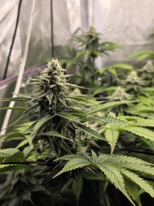 Monster Maker by Sweet Seeds. Week 10