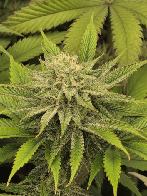 Monster Maker by Sweet Seeds. Week 10