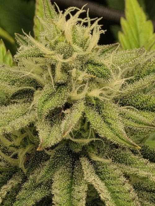 Monster Maker by Sweet Seeds. Week 10