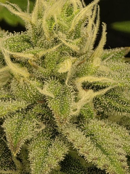 Monster Maker by Sweet Seeds. Week 10